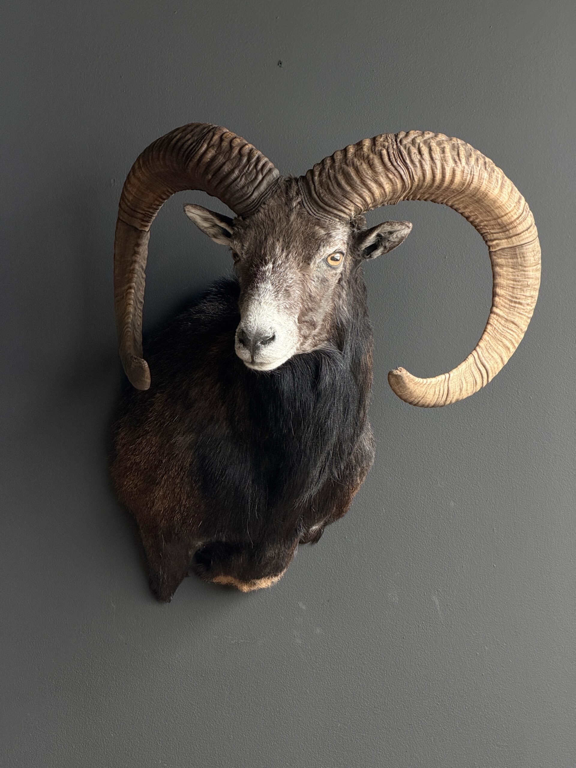 Opgezette moeflon kop