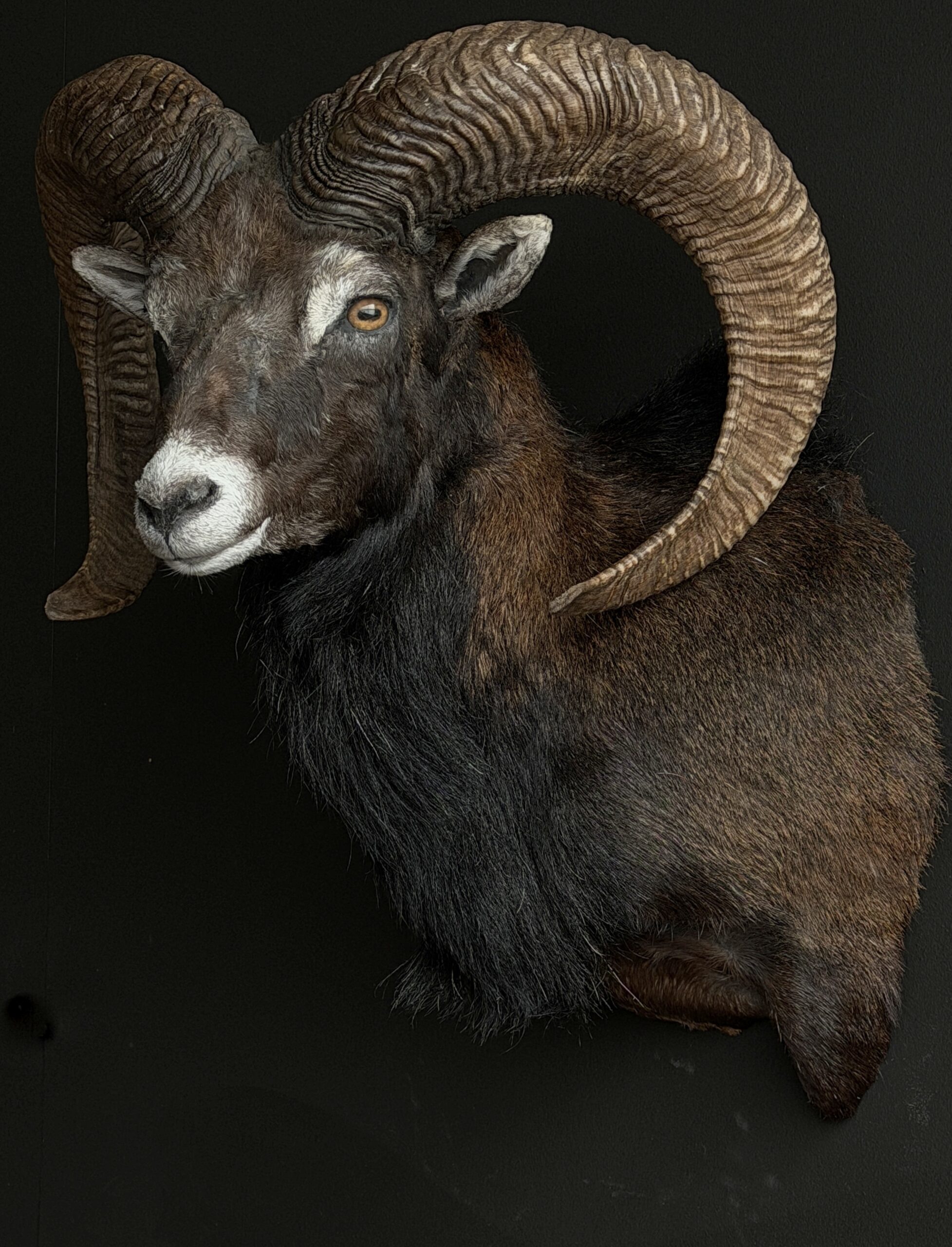 Opgezette moeflon kop