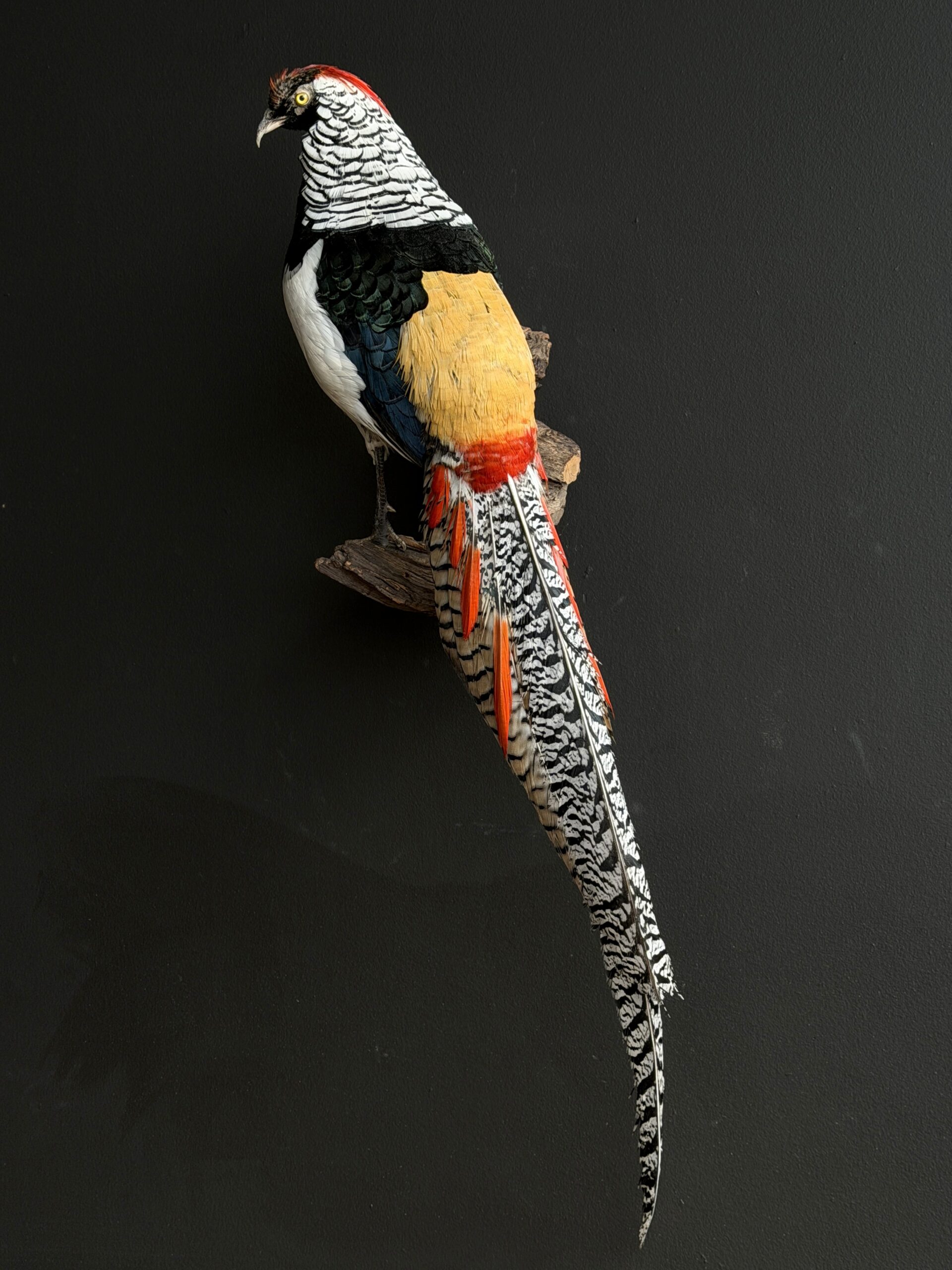 Opgezette Lady Amhers fazant