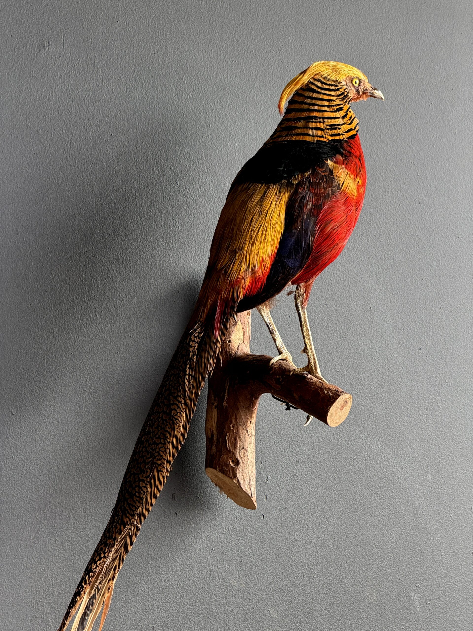 Opgezette goudfazant