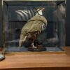 Glazen vitrine Glazen vitrine