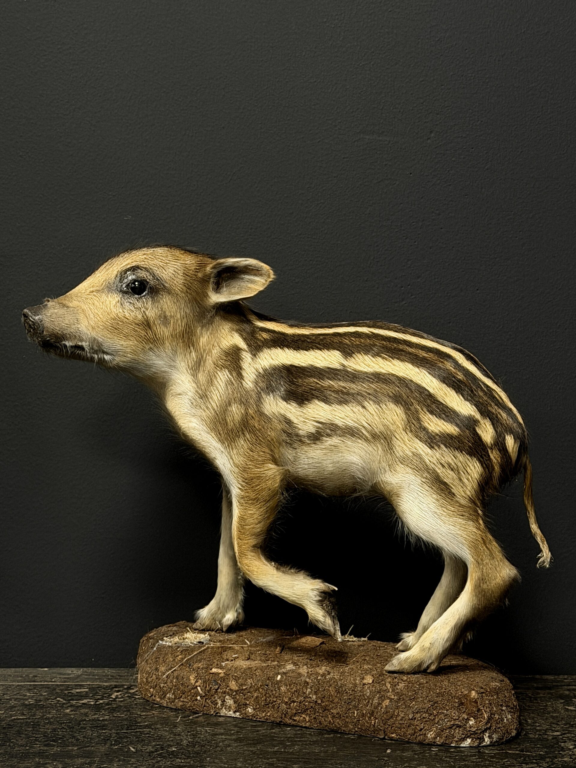 Opgezette frischling (jong wild zwijn)