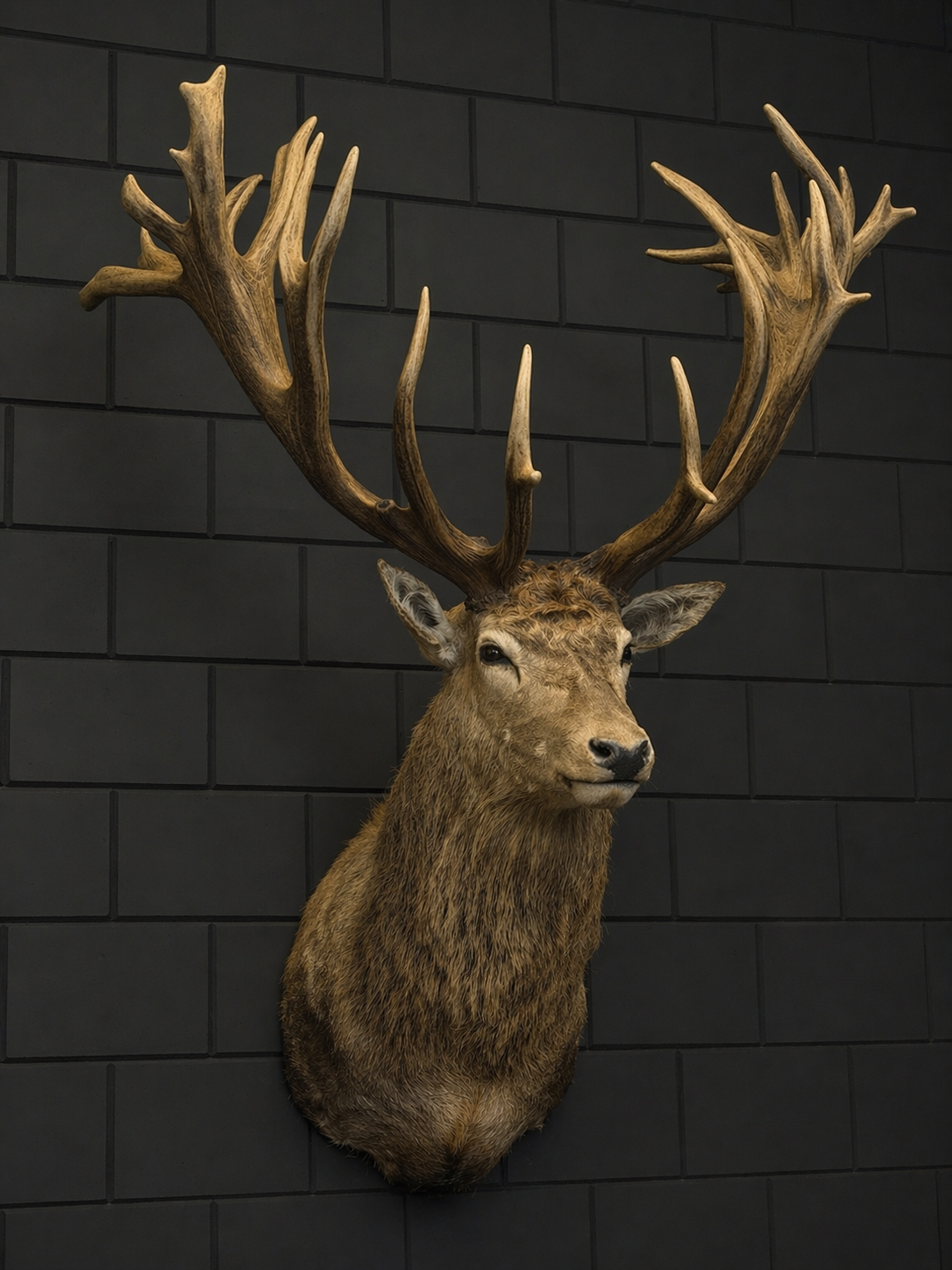 Opgezette hertenkop XXXL