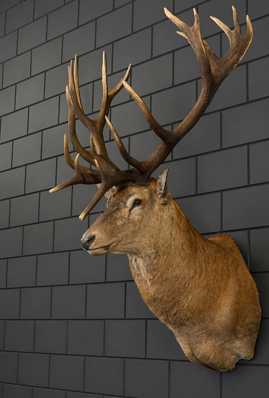 Opgezette hertenkop XXL
