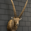 Opgezette Alpen Steenbok