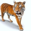 Opgezette tijger Opgezette tijger