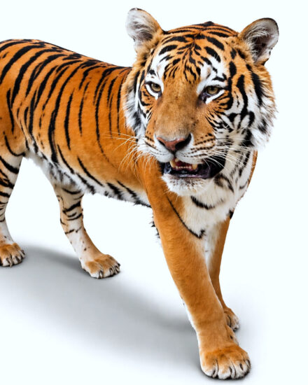 tijger13 tijger13