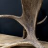 Geweilampen Canadese eland