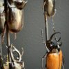 Stolp met diverse grote kevers