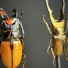 Stolp met diverse grote kevers