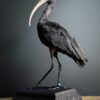 Opgezette zwarte ibis Opgezette zwarte ibis