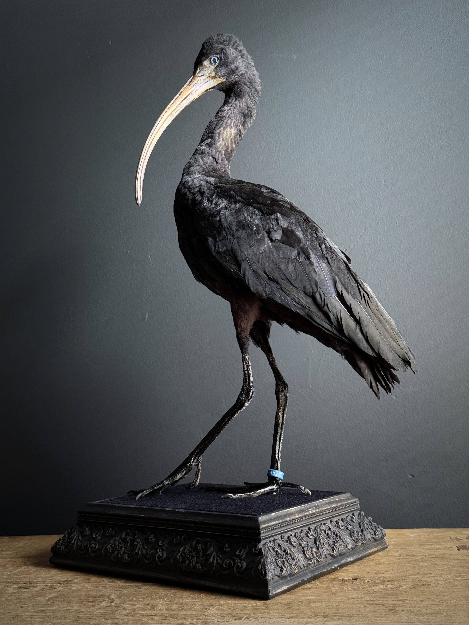 Opgezette zwarte ibis Opgezette zwarte ibis