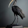 Opgezette zwarte ibis Opgezette zwarte ibis