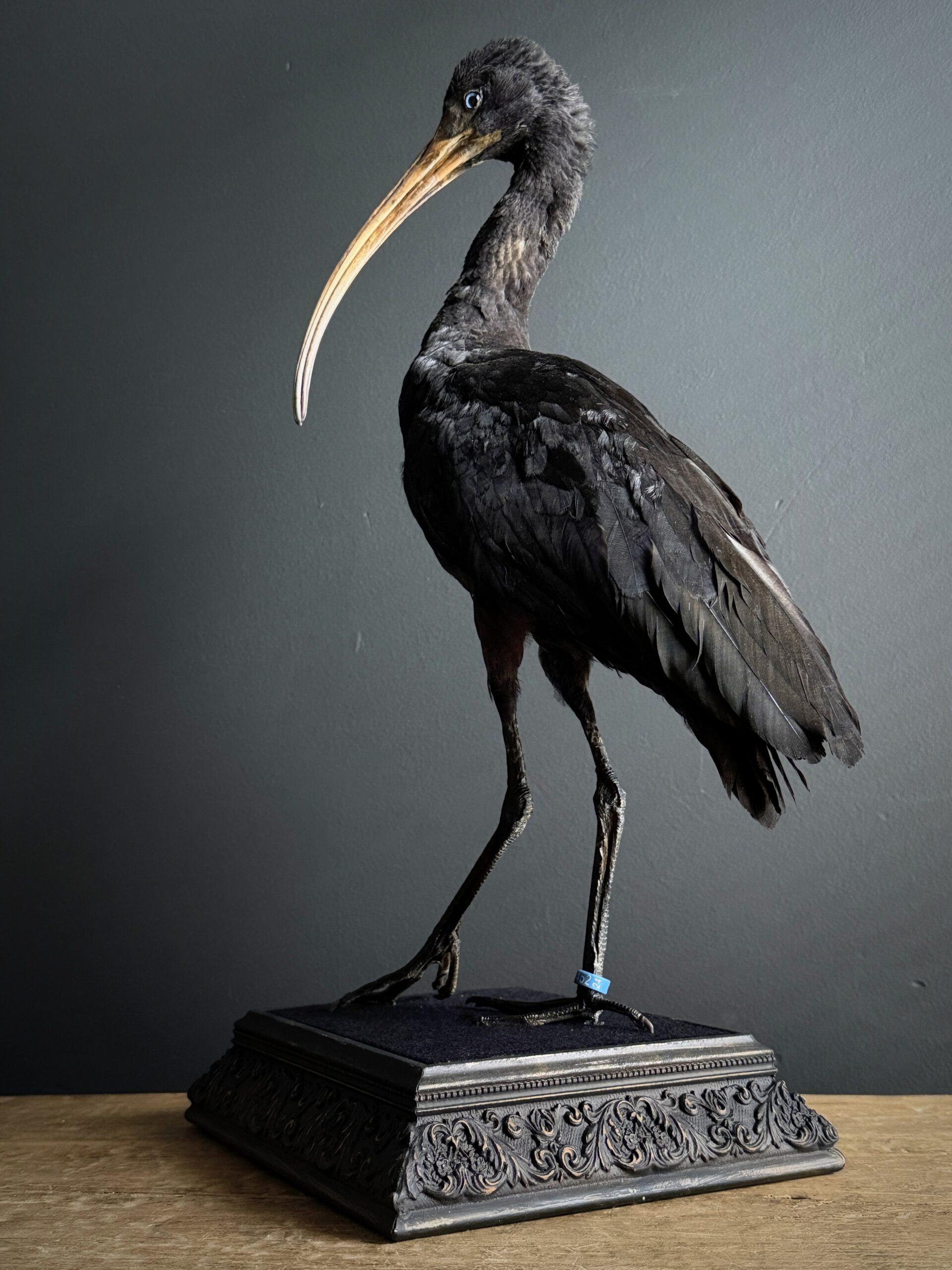 Opgezette zwarte ibis Opgezette zwarte ibis