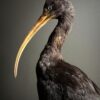 Opgezette zwarte ibis Opgezette zwarte ibis