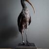 Opgezette zwarte ibis Opgezette zwarte ibis
