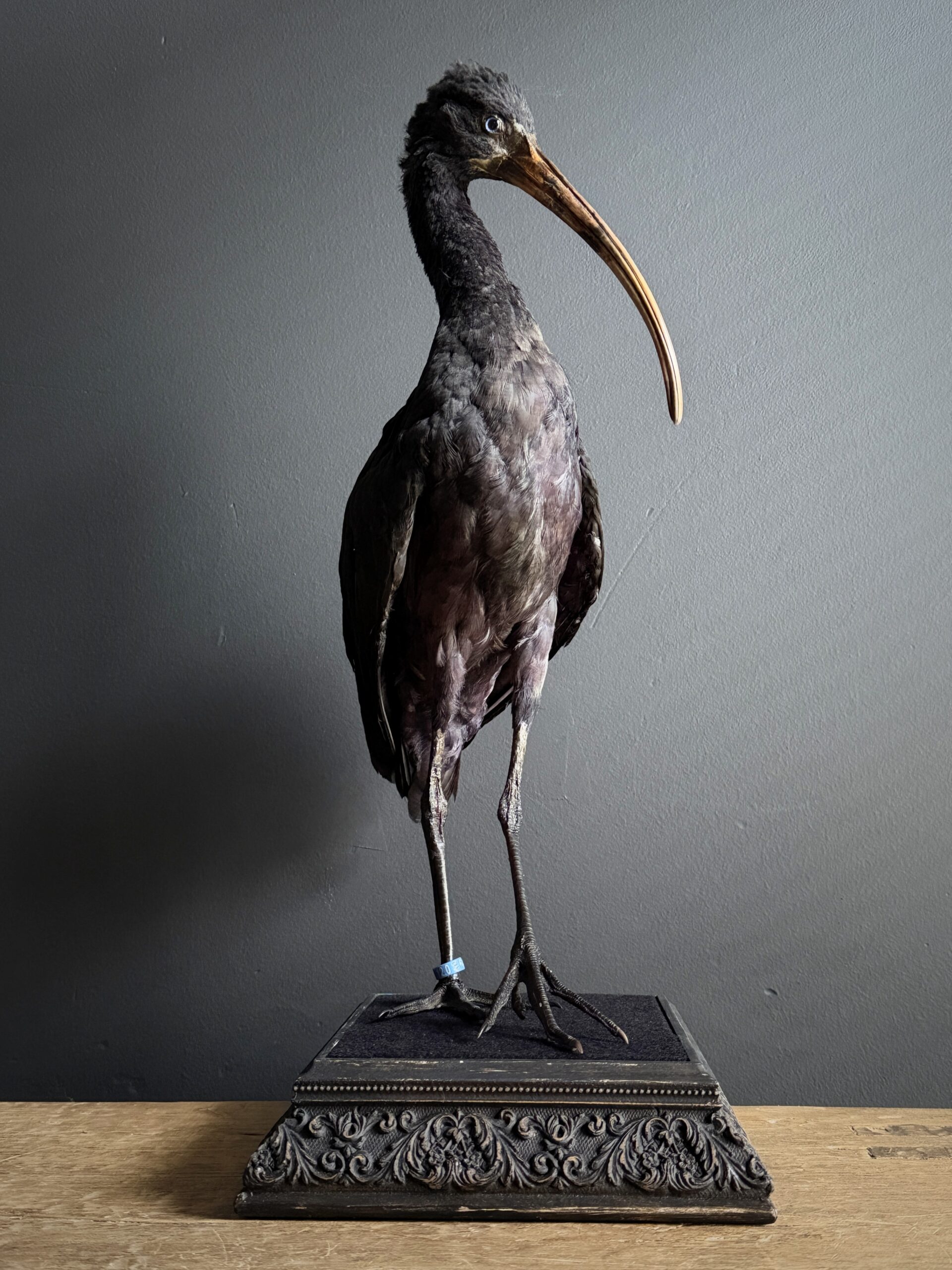 Opgezette zwarte ibis Opgezette zwarte ibis