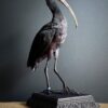 Opgezette zwarte ibis Opgezette zwarte ibis