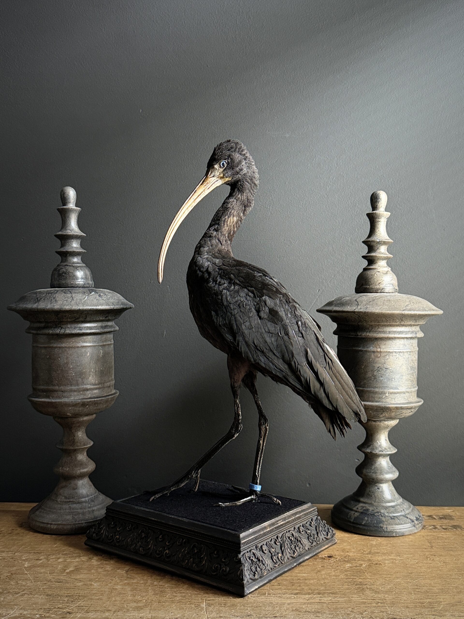 Opgezette zwarte ibis Opgezette zwarte ibis