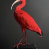 Opgezette rode ibis