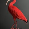 Opgezette rode ibis