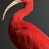 Opgezette rode ibis
