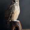 Opgezette Siberische oehoe Opgezette Siberische oehoe