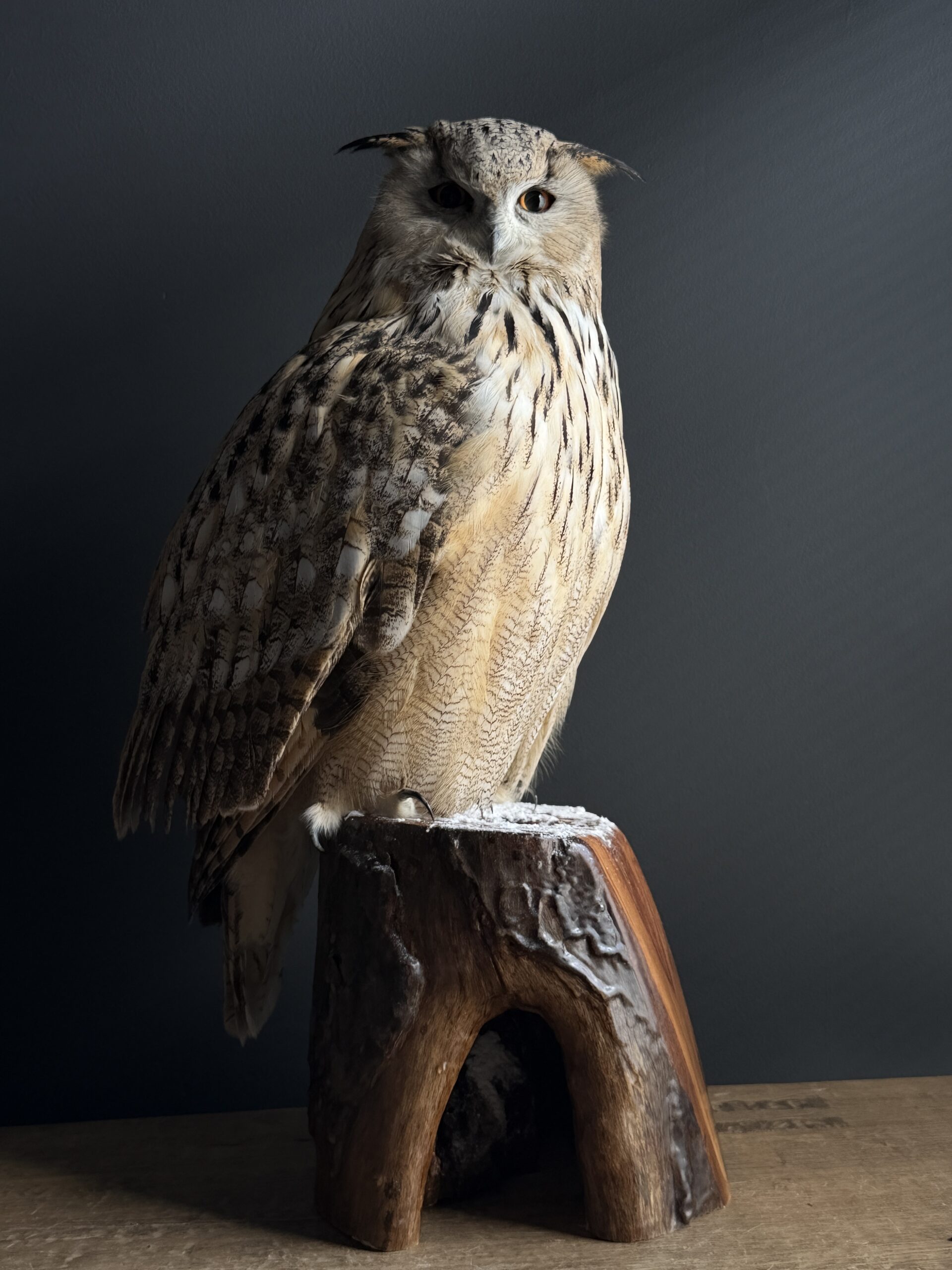 Opgezette Siberische oehoe Opgezette Siberische oehoe