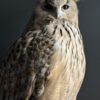 Opgezette Siberische oehoe Opgezette Siberische oehoe
