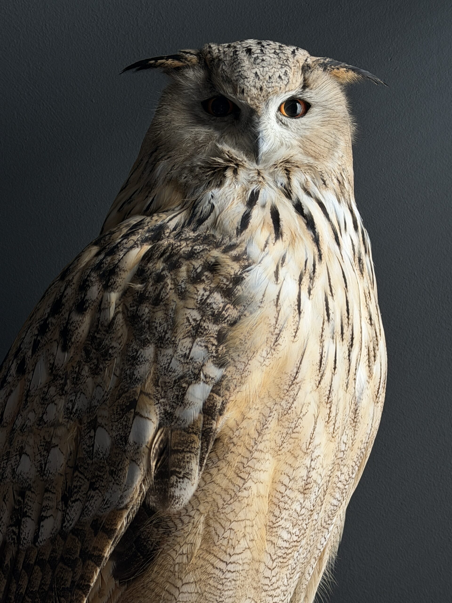 Opgezette Siberische oehoe Opgezette Siberische oehoe