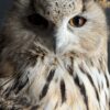 Opgezette Siberische oehoe Opgezette Siberische oehoe