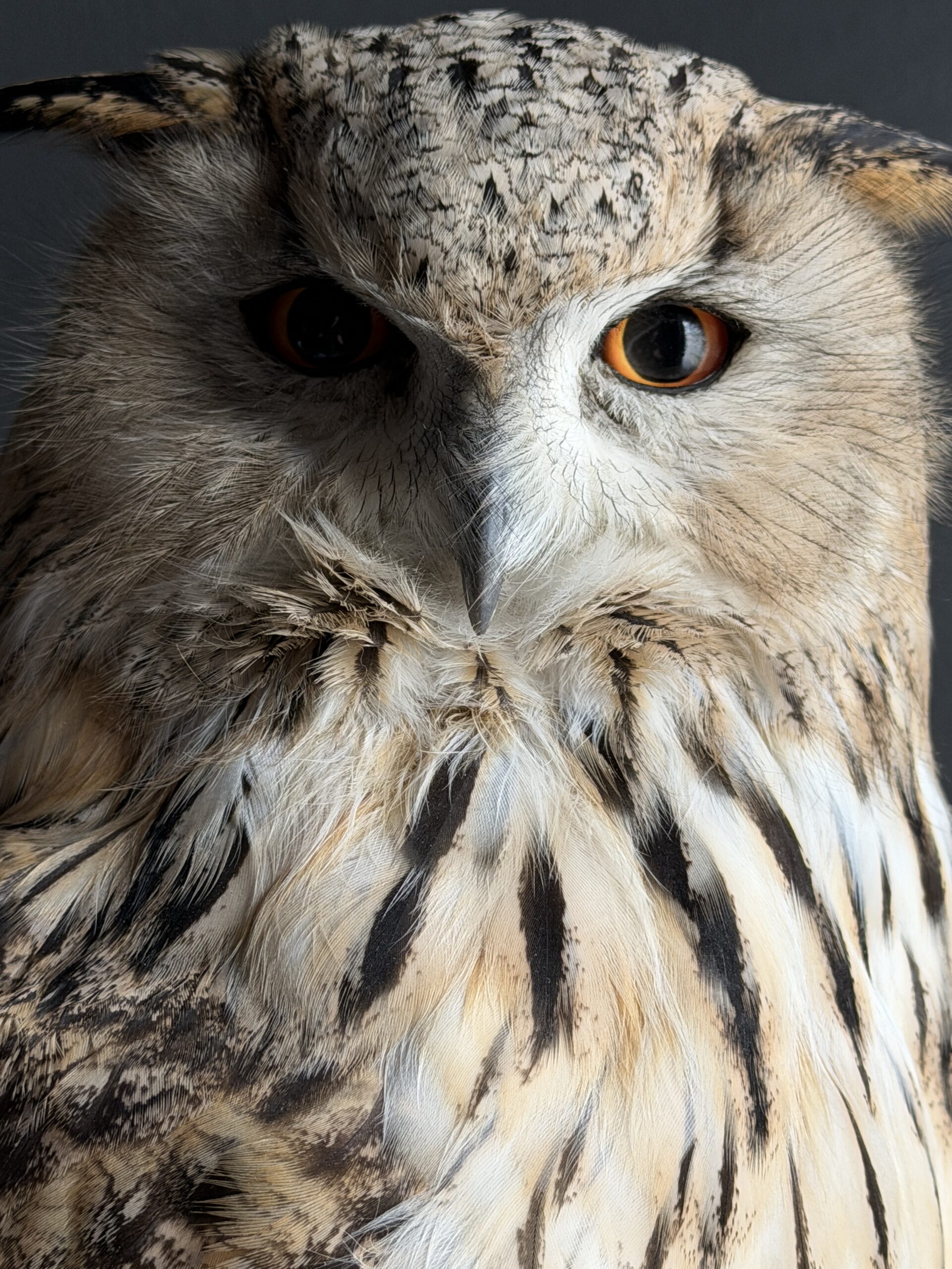 Opgezette Siberische oehoe Opgezette Siberische oehoe