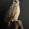 Opgezette Siberische oehoe