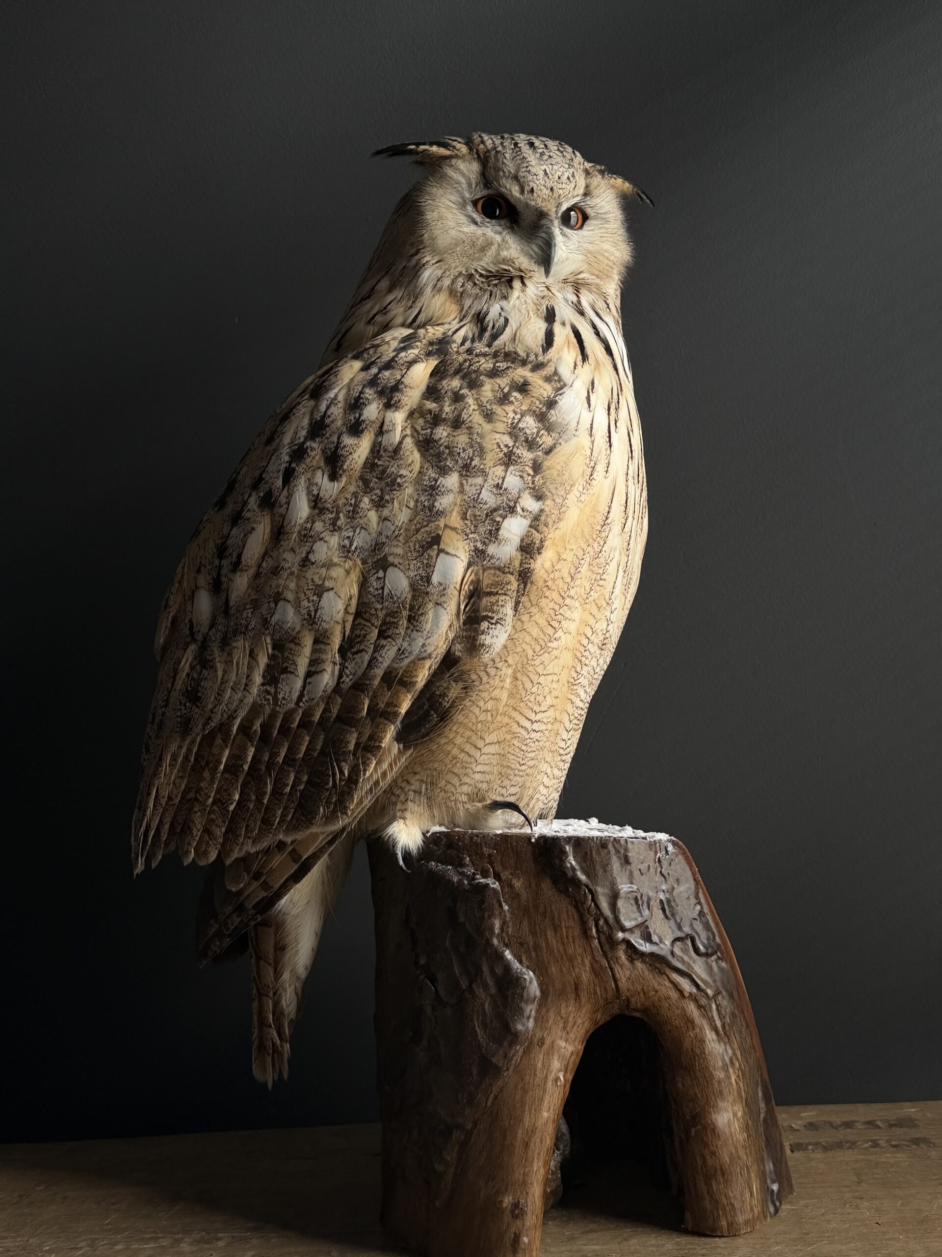Opgezette Siberische oehoe Opgezette Siberische oehoe