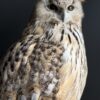 Opgezette Siberische oehoe Opgezette Siberische oehoe