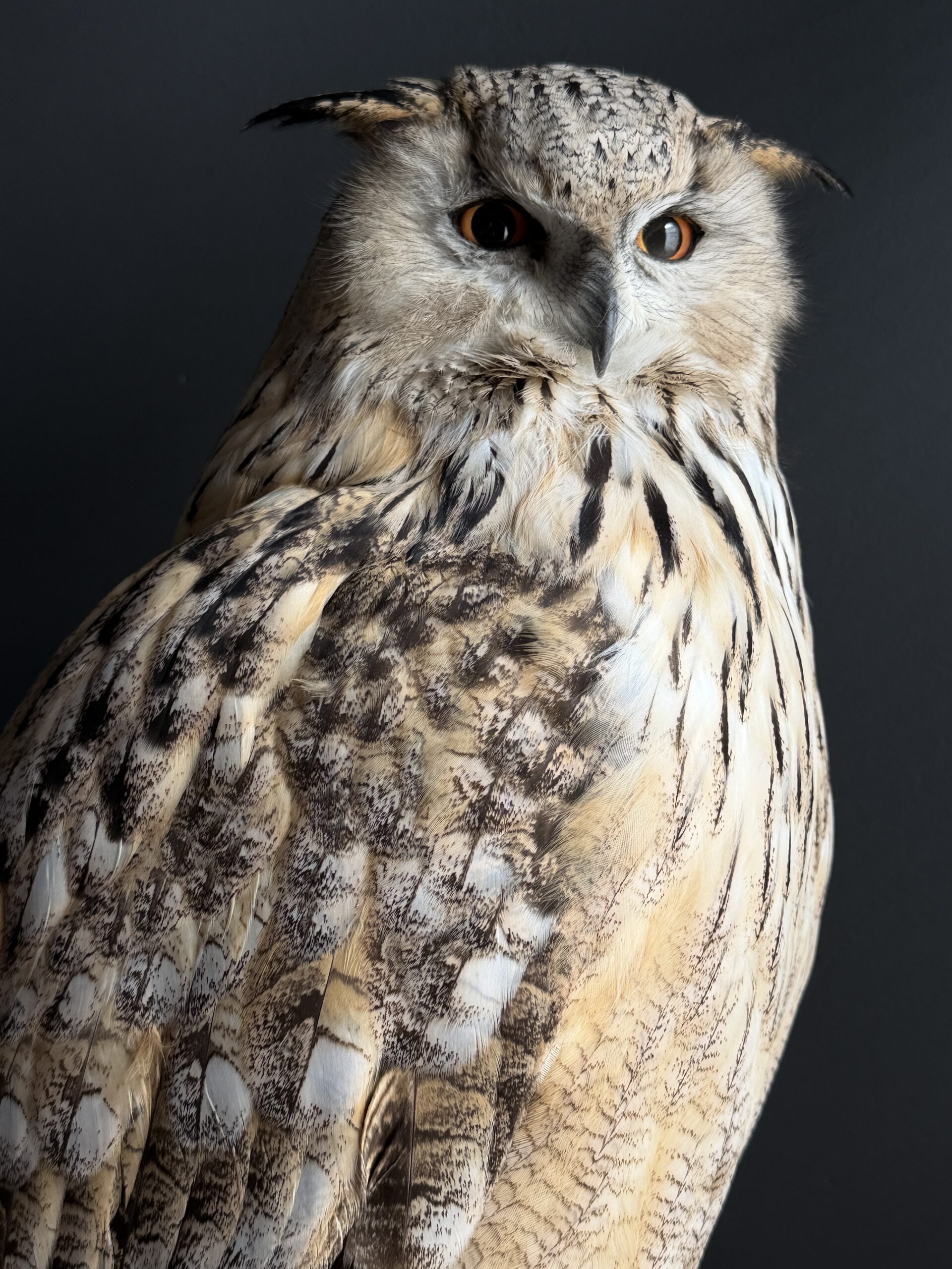 Opgezette Siberische oehoe Opgezette Siberische oehoe