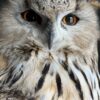 Opgezette Siberische oehoe Opgezette Siberische oehoe