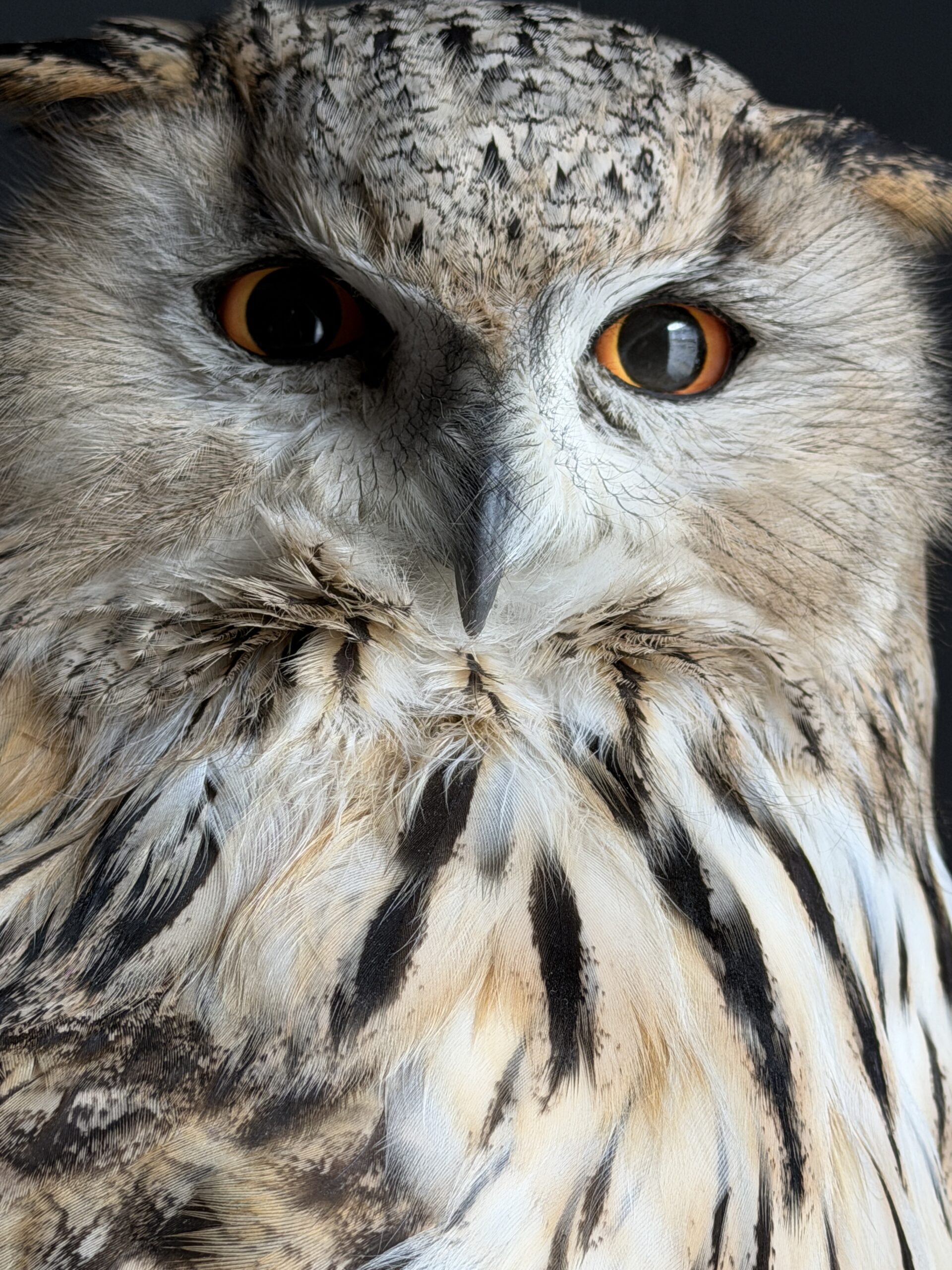 Opgezette Siberische oehoe Opgezette Siberische oehoe