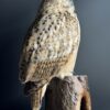 Opgezette Siberische oehoe Opgezette Siberische oehoe