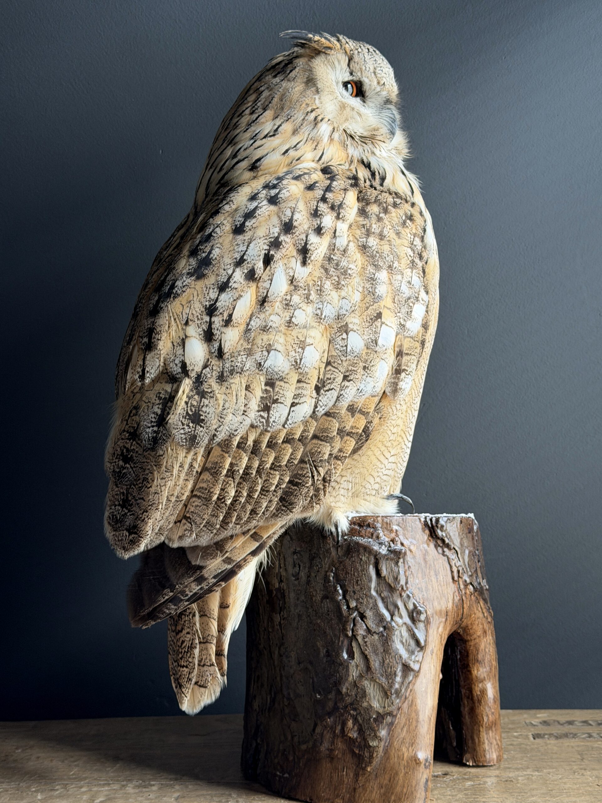 Opgezette Siberische oehoe Opgezette Siberische oehoe