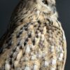 Opgezette Siberische oehoe Opgezette Siberische oehoe
