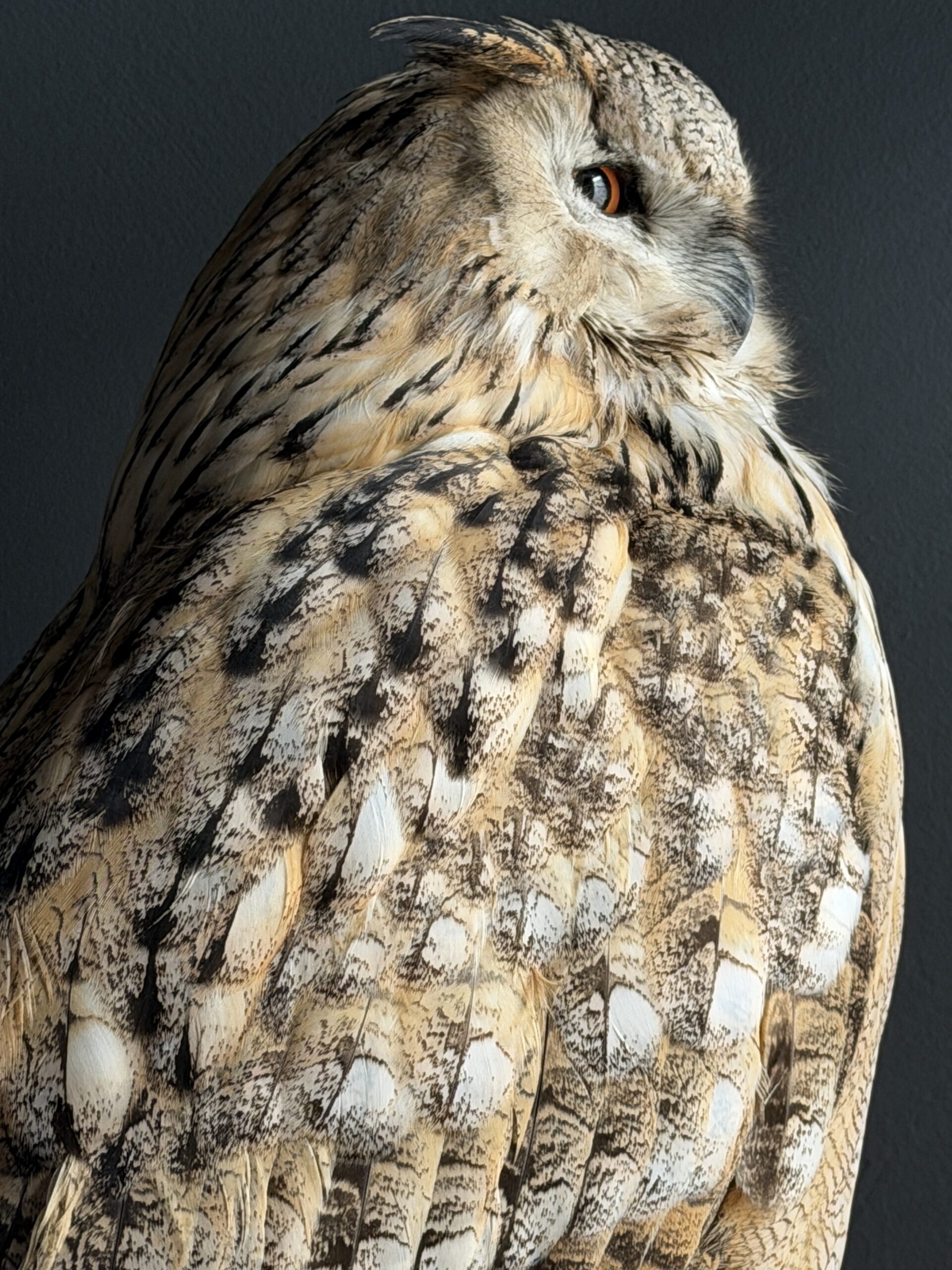 Opgezette Siberische oehoe Opgezette Siberische oehoe