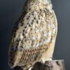 Opgezette Siberische oehoe Opgezette Siberische oehoe