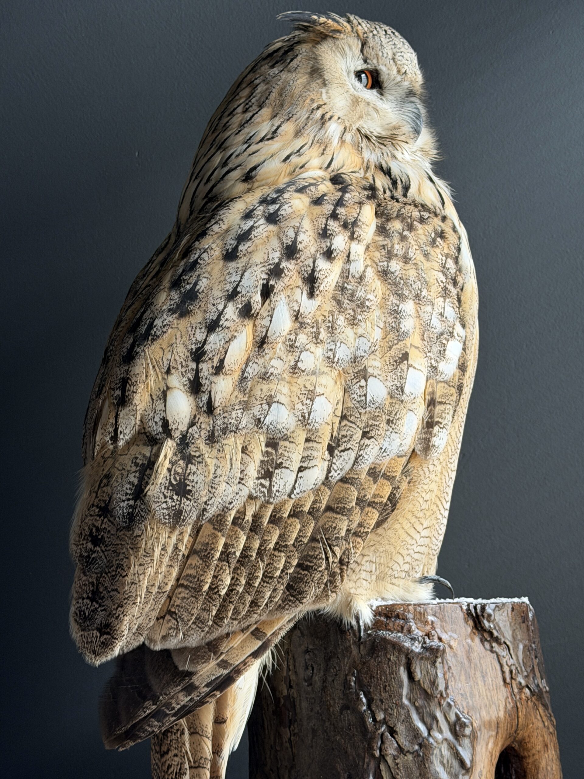 Opgezette Siberische oehoe Opgezette Siberische oehoe