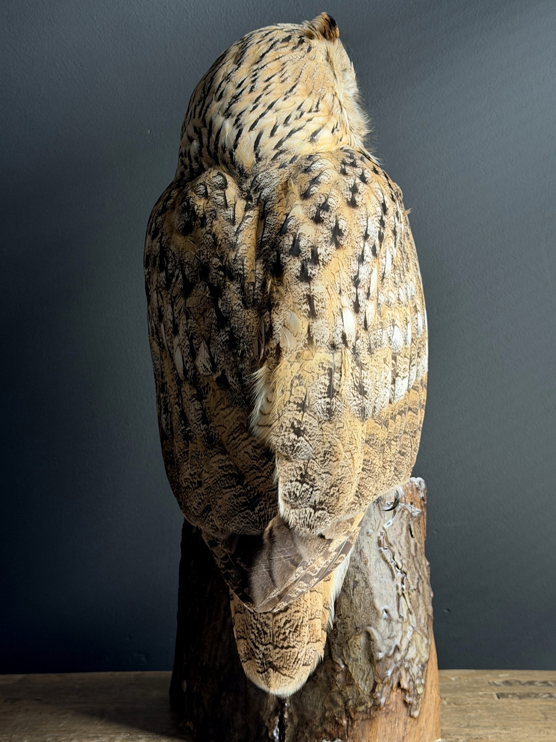 Opgezette Siberische oehoe Opgezette Siberische oehoe