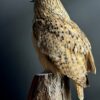Opgezette Siberische oehoe Opgezette Siberische oehoe