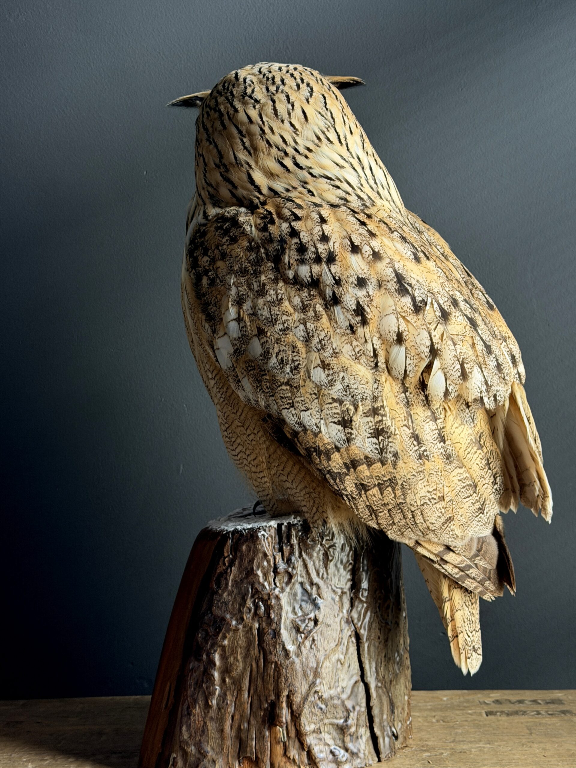 Opgezette Siberische oehoe Opgezette Siberische oehoe