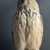 Opgezette Siberische oehoe Opgezette Siberische oehoe
