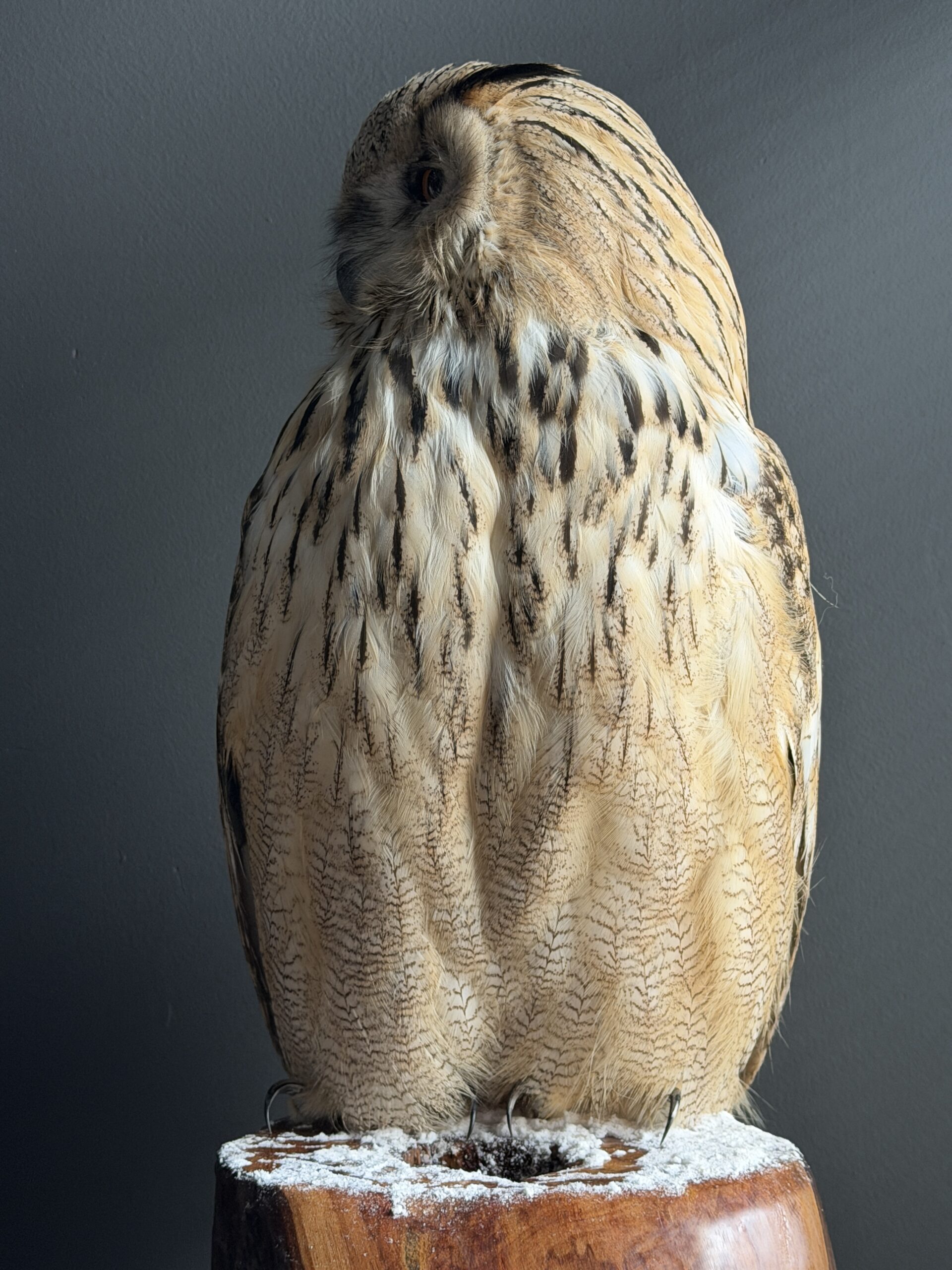 Opgezette Siberische oehoe Opgezette Siberische oehoe