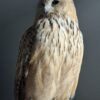 Opgezette Siberische oehoe Opgezette Siberische oehoe
